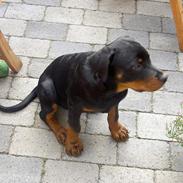 Rottweiler Basse (aflivet 18/1-07)