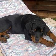 Rottweiler Basse (aflivet 18/1-07)