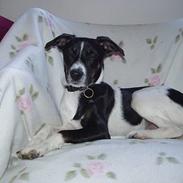 Blanding af racer dobby