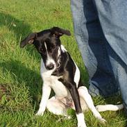 Blanding af racer dobby