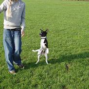 Blanding af racer dobby