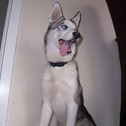 Siberian husky kela