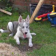 Siberian husky kela