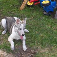 Siberian husky kela