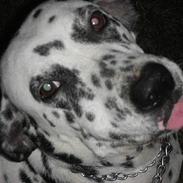 Dalmatiner Lady (død).