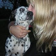 Dalmatiner Lady (død).