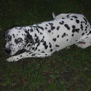 Dalmatiner Lady (død).
