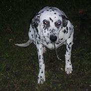 Dalmatiner Lady (død).