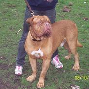 Dogue de bordeaux Balou R.I.P