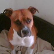 Blanding af racer stella