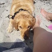Golden retriever Bølle