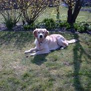 Golden retriever Bølle