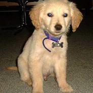 Golden retriever Bølle