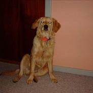 Golden retriever Bølle