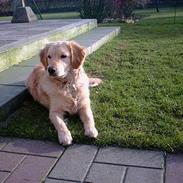 Golden retriever Bølle