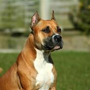 Amerikansk staffordshire terrier Freja + Aflivet +