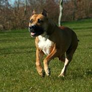 Amerikansk staffordshire terrier Freja + Aflivet +