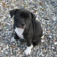 Staffordshire bull terrier Tiki