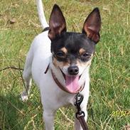 Amerikansk toy terrier Charlie  