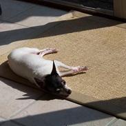 Amerikansk toy terrier Charlie  