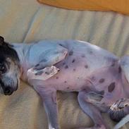 Amerikansk toy terrier Charlie  