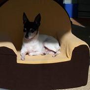 Amerikansk toy terrier Charlie  