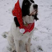 Field Trial spaniel Max