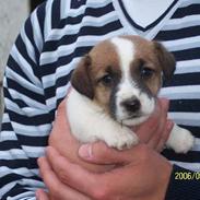 Jack russell terrier Billy Ray