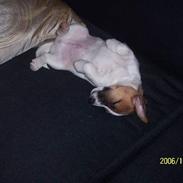 Jack russell terrier Billy Ray
