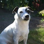 Jack russell terrier Plet