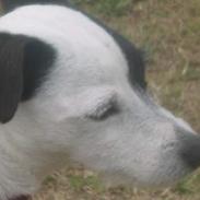 Jack russell terrier Plet