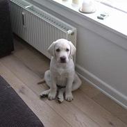 Labrador retriever Gustav