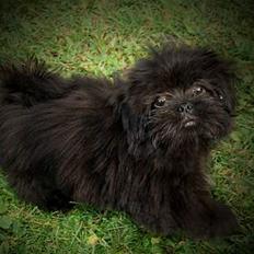 Lhasa apso Molly