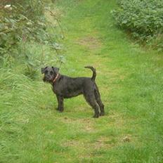 Dvaergschnauzer Bolette<3*død* rip.