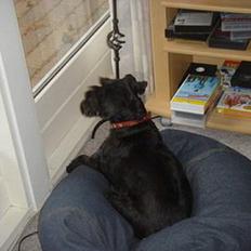 Dvaergschnauzer Bolette<3*død* rip.