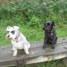 Dvaergschnauzer Bolette<3*død* rip.