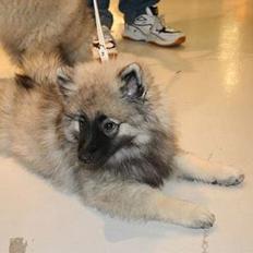 Keeshond Ciris