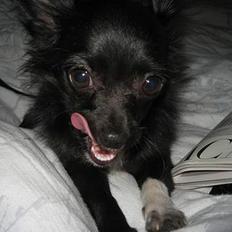 Chihuahua Fie