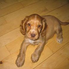 Cocker spaniel Nala