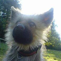 Schæferhund Chilli (aflivet)