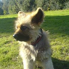 Schæferhund Chilli (aflivet)