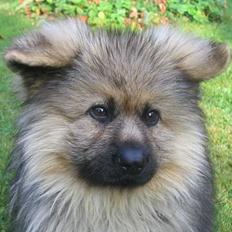 Schæferhund Chilli (aflivet)