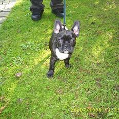 Fransk bulldog Rocky - R.I.P :'( <3