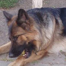 Schæferhund Molly