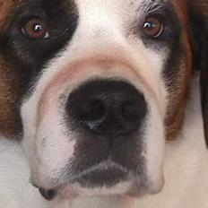 Sankt bernhardshund Yasmin