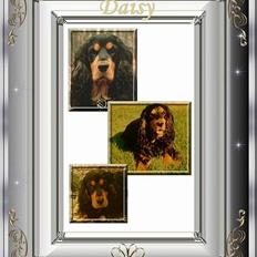 Cocker spaniel Daisy † R.I.P † 