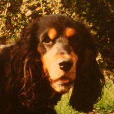 Cocker spaniel Daisy † R.I.P † 