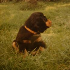Cocker spaniel Daisy † R.I.P † 