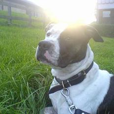 Amerikansk staffordshire terrier *Taz*