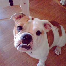 Engelsk bulldog Berta